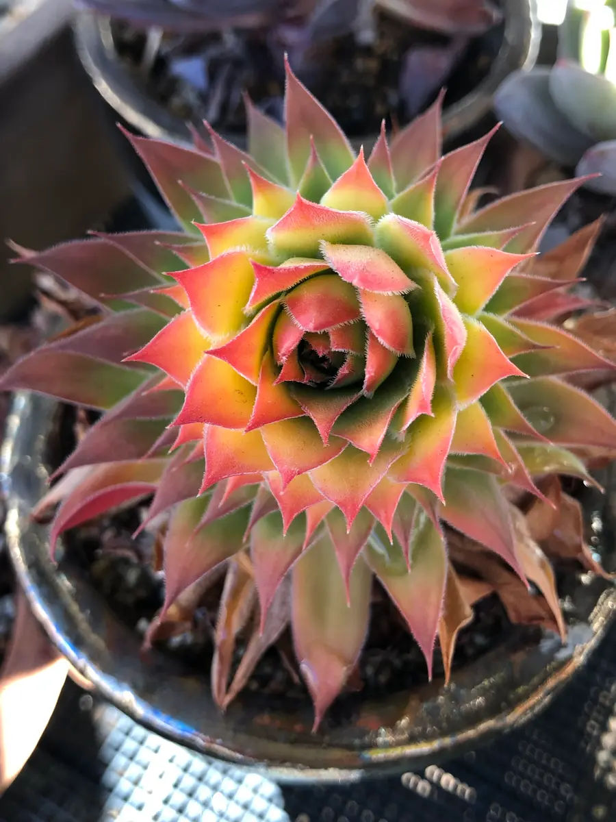 センペルビウム★Webby Flame★根付♪ Sempervivum 'Webby Flame' | Rooted in Paradise Succulent Studio