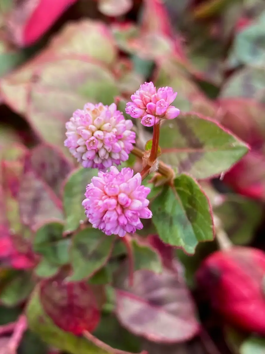 花材に！/天然ヒバ/ヒバぼっくり【金平糖のような可愛い実のついた枝葉