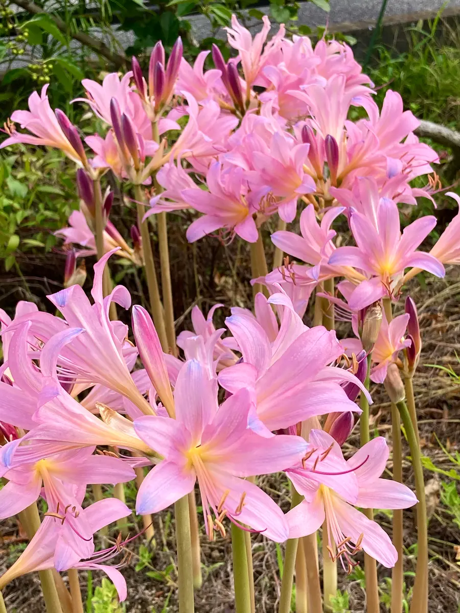 夏水仙⑥。優しいピンク色の花が、イッ「秋の花」のアルバム