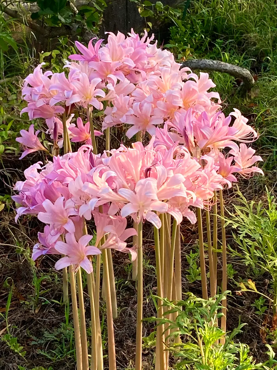 夏水仙。ピンクの花畑💕✨「秋の花」のアルバム-みんなの趣味の園芸2293143