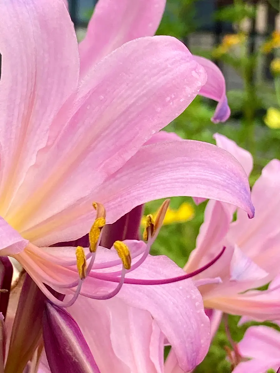 夏水仙⑧。雌蕊は、濃いピンク色で長い「秋の花」のアルバム