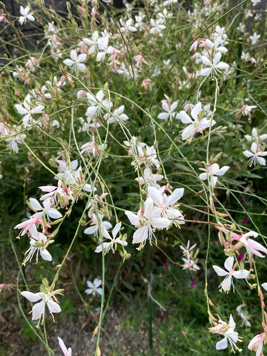 白蝶草。白い蝶の乱舞❣️白い花が本当「秋の花」のアルバム