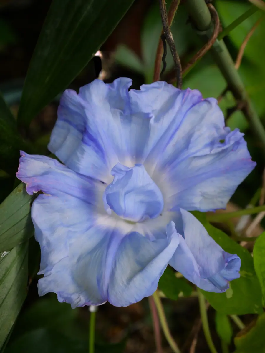 朝顔花の中心にも花弁がありました😄「9月の花」のアルバム