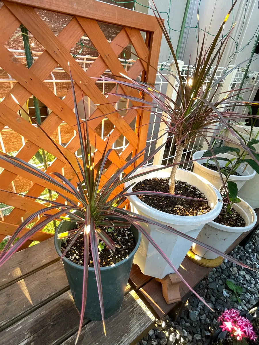 現品］7番 ドラセナ コンシンネ トリカラー 観葉植物 室内 8号