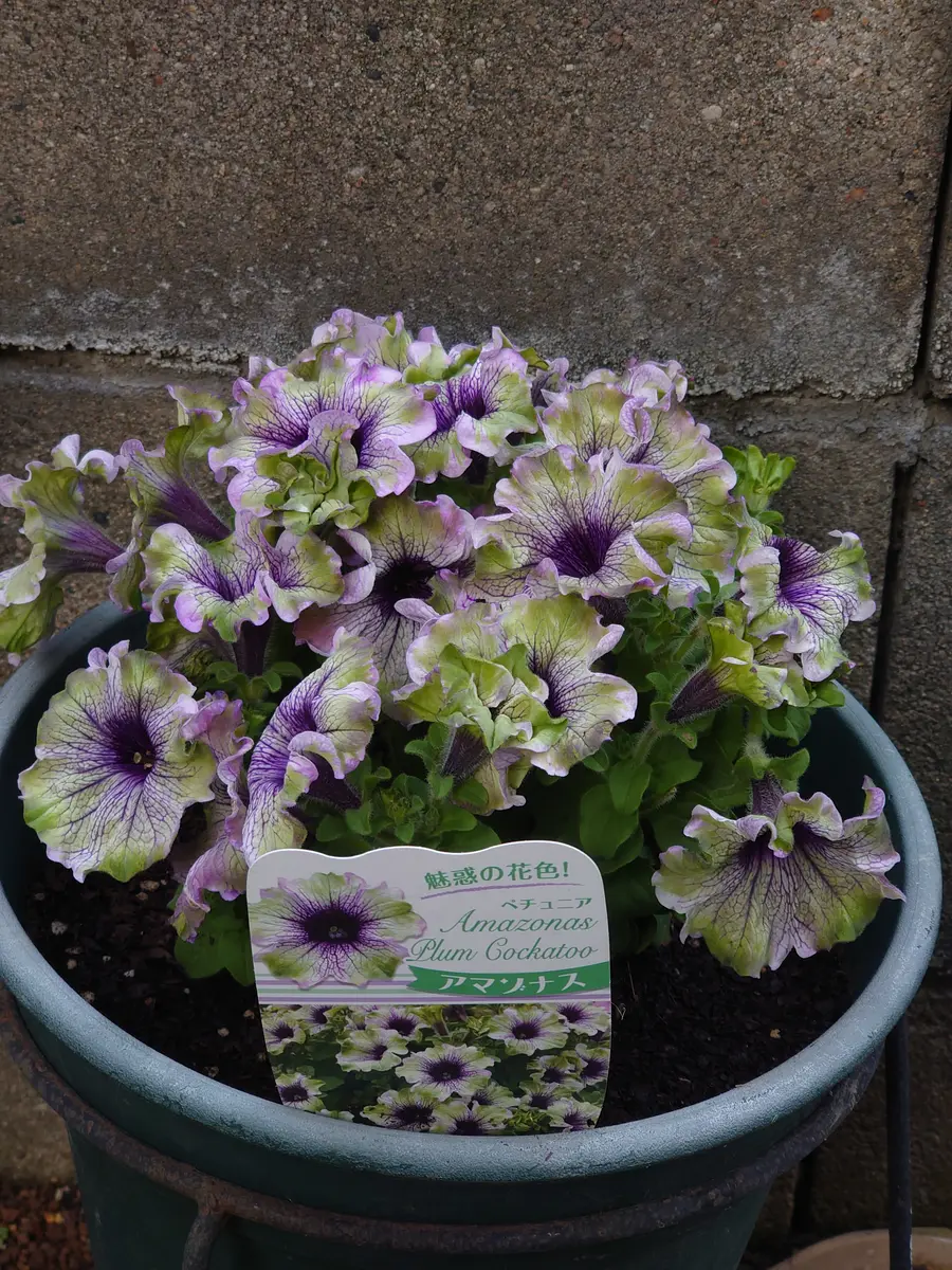 ペチュニア”アマゾナス“かなりデカく「庭の花苗、ハーブ達」の