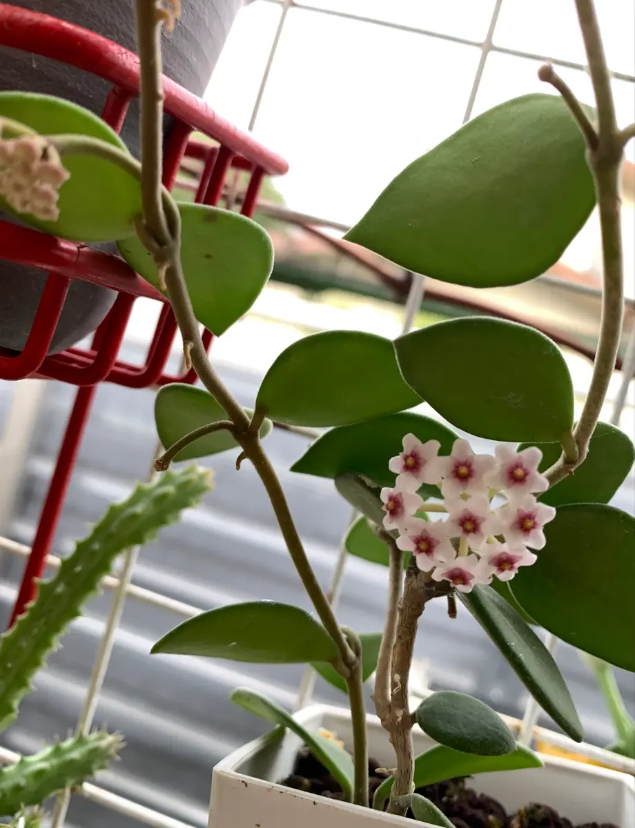 HOYA ヌンムラリオイデス 250808 17 HOYA ヌンムラリオイデス 250808 17 - メルカリ