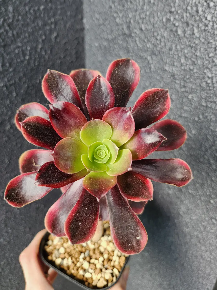 アエオニウムスーパーバン欧嘉莉「多肉植物」のアルバム-みんなの趣味