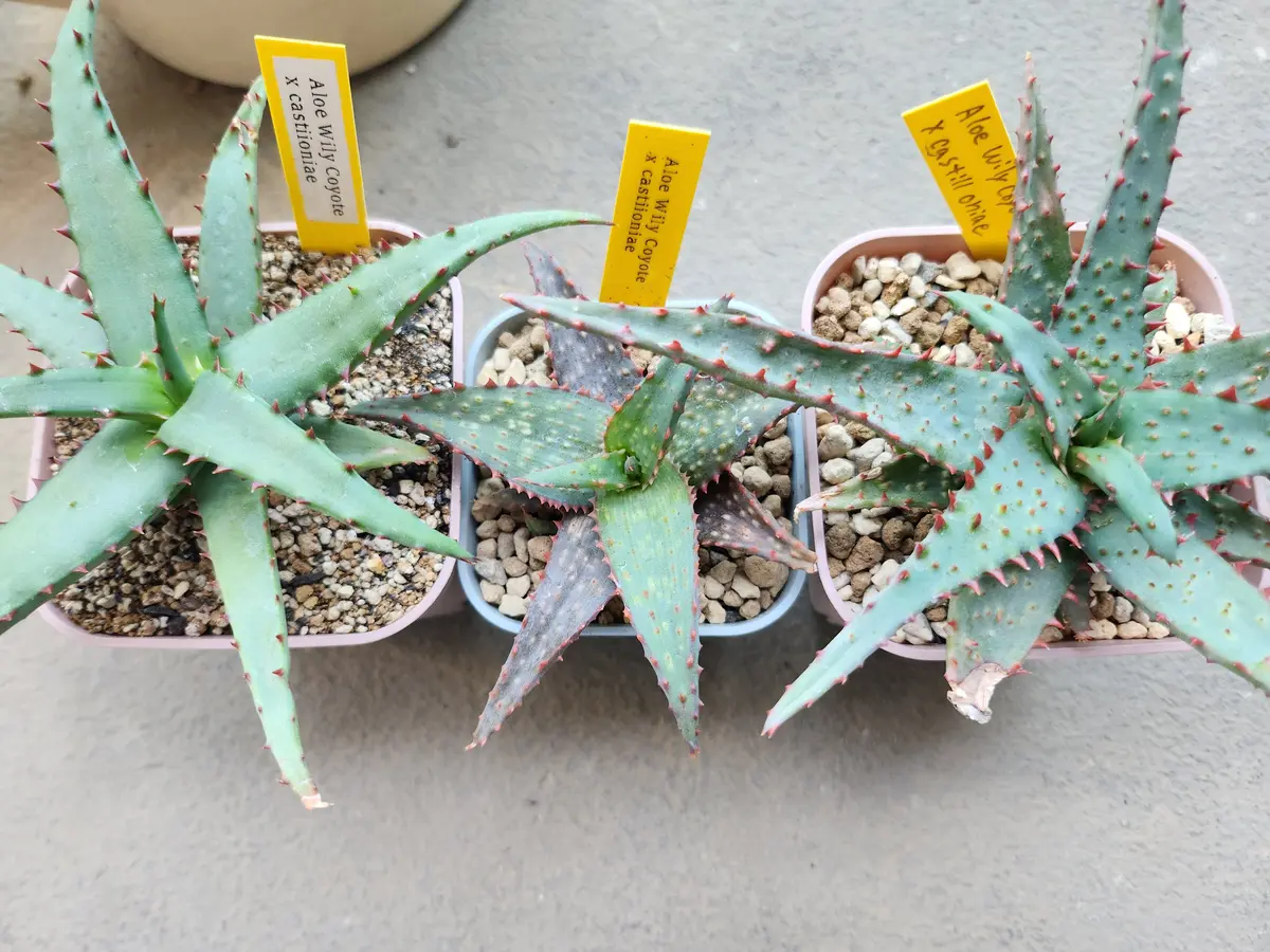 ワイリーコヨーテ×カスティロニアエ全「アロエ」のアルバム