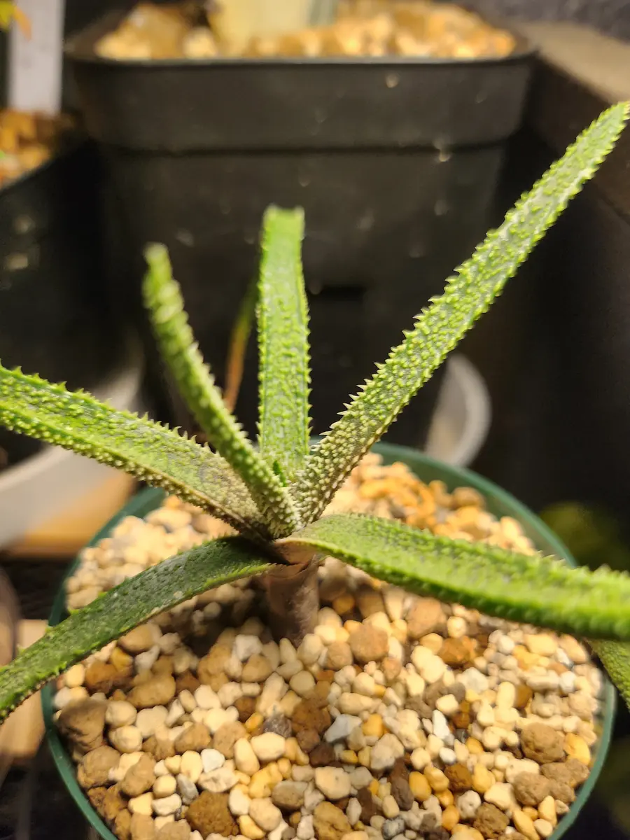 デリカティフォリア「アロエ」のアルバム-みんなの趣味の園芸2536350