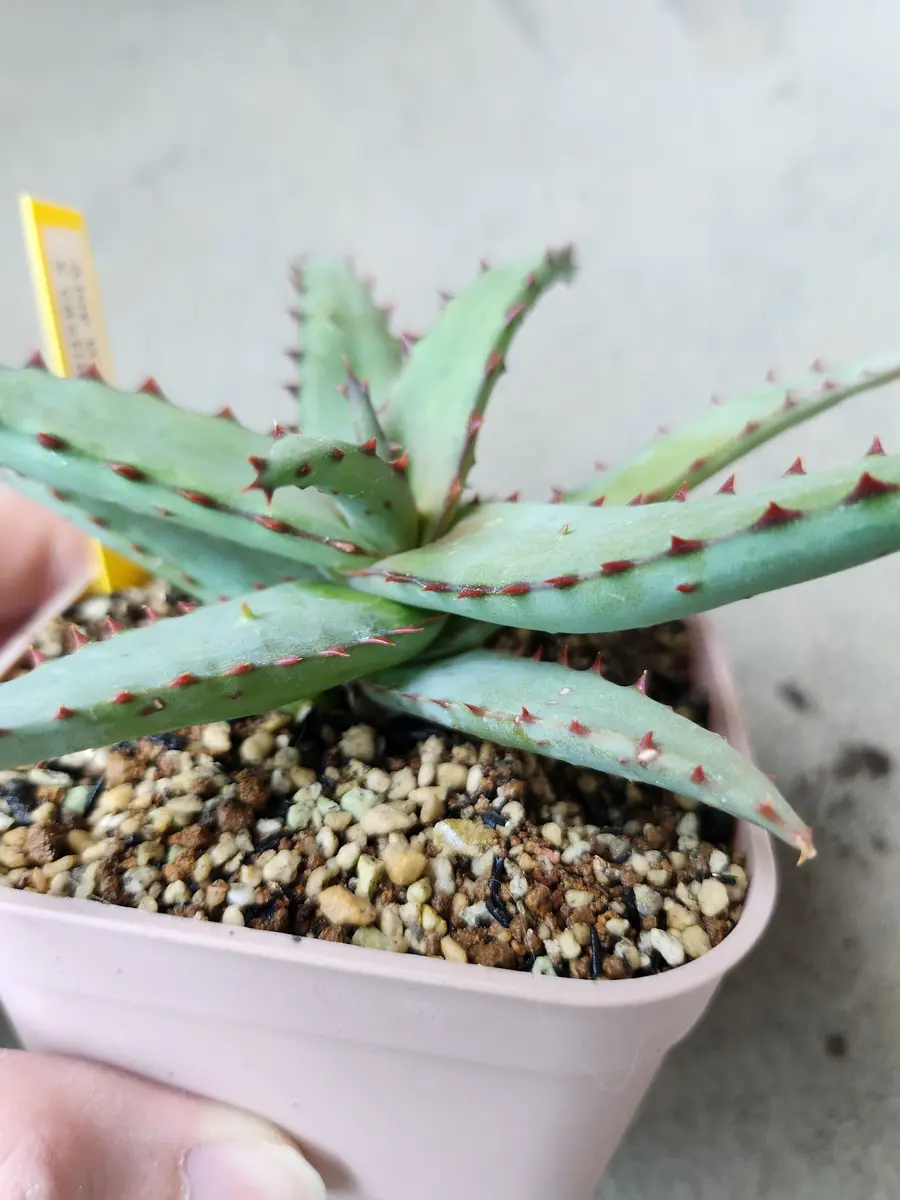 ワイリーコヨーテ×カスティロニアエ「アロエ」のアルバム-みんなの趣味