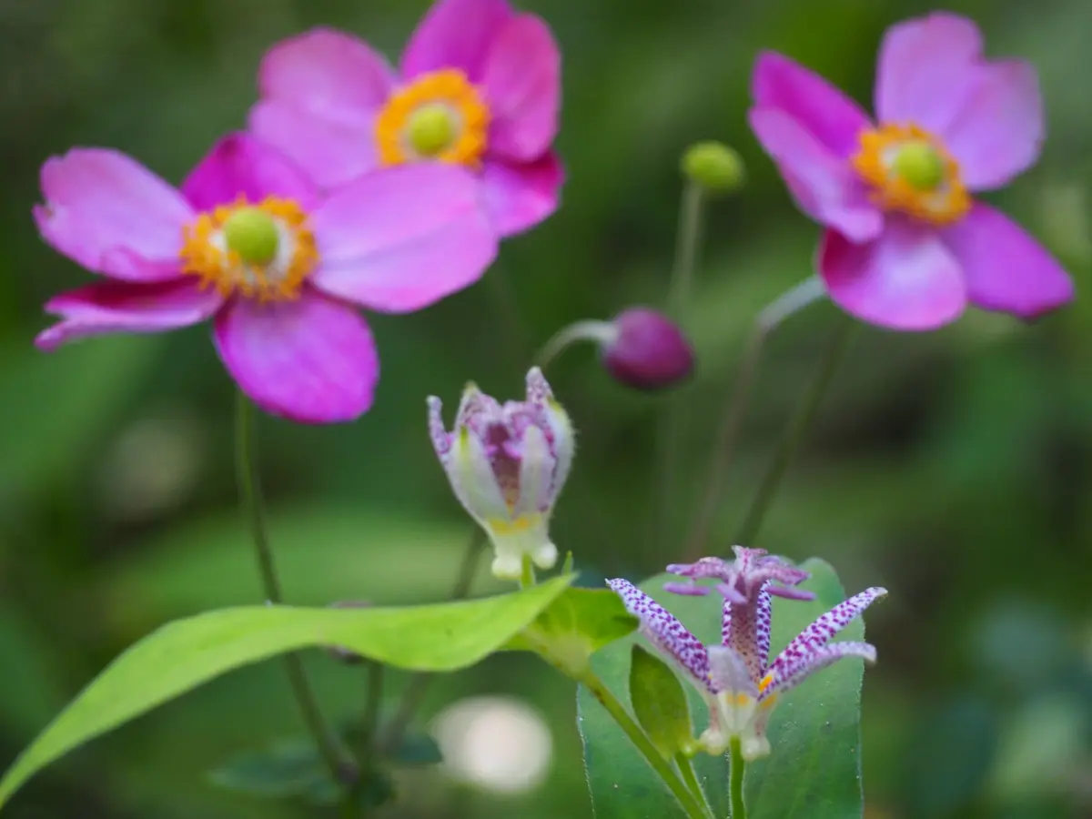 シュウメイギク ホトトギス ご確認用 ホトトギスとシュウメイギク | 時