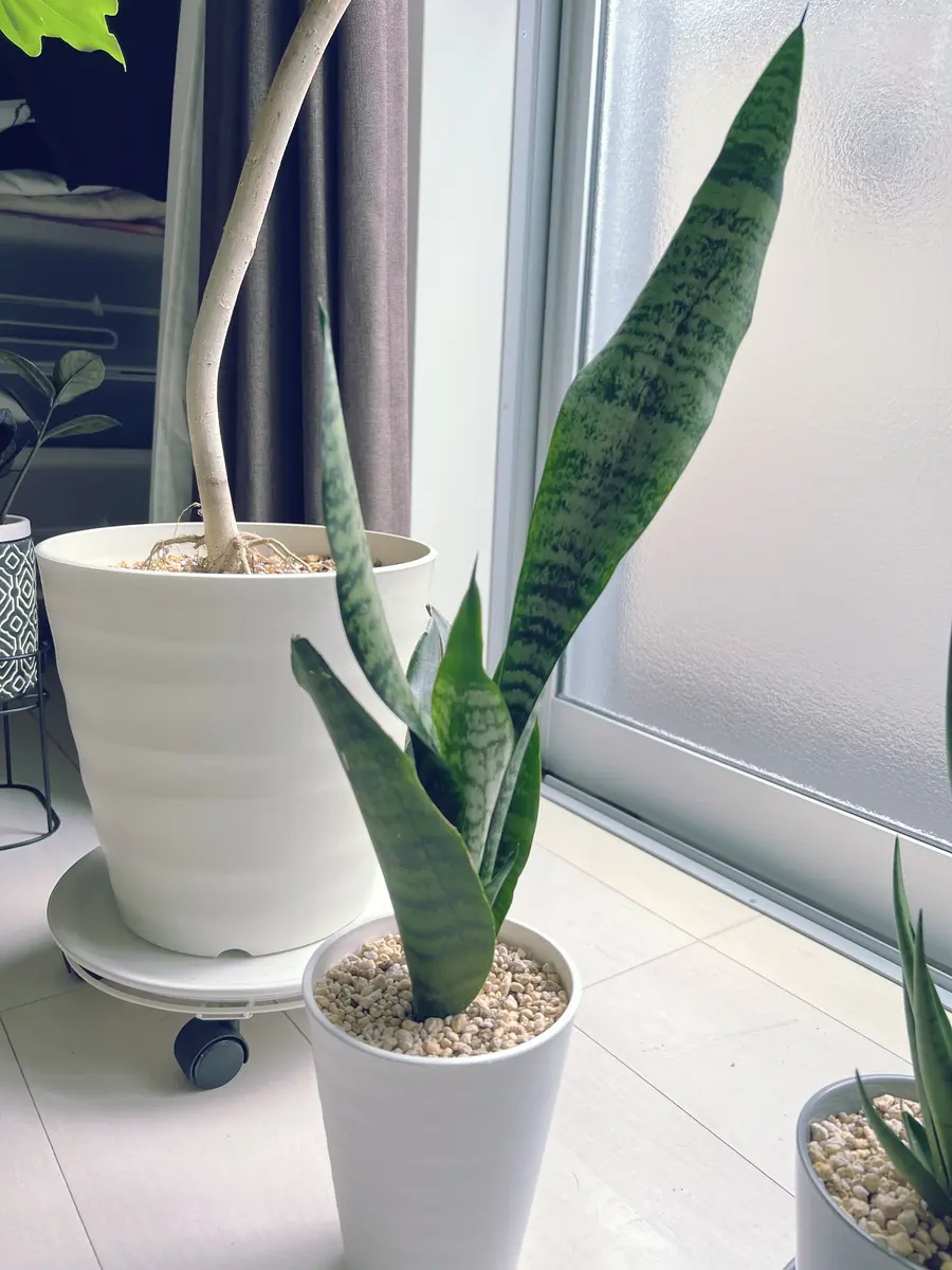 綺麗です　観葉植物 室内　サンスベリア ゼラニ おしゃれ 観葉植物：サンスベリア ゼラニカ 鉢植え*セラアート