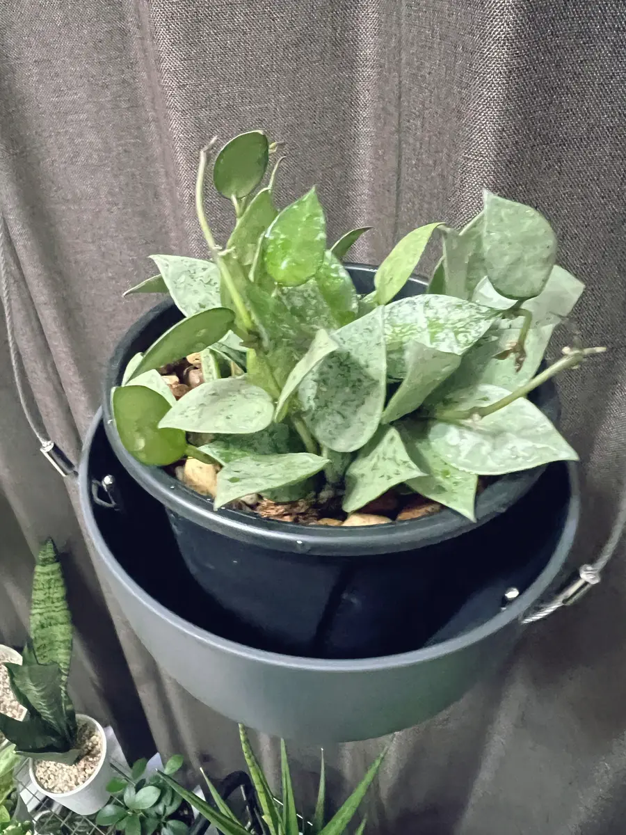 ホヤ　クローニアナシルバー　苗　多肉植物　① ホヤクローニアナシルバー】初めて「ワンルームで育てる観葉植物