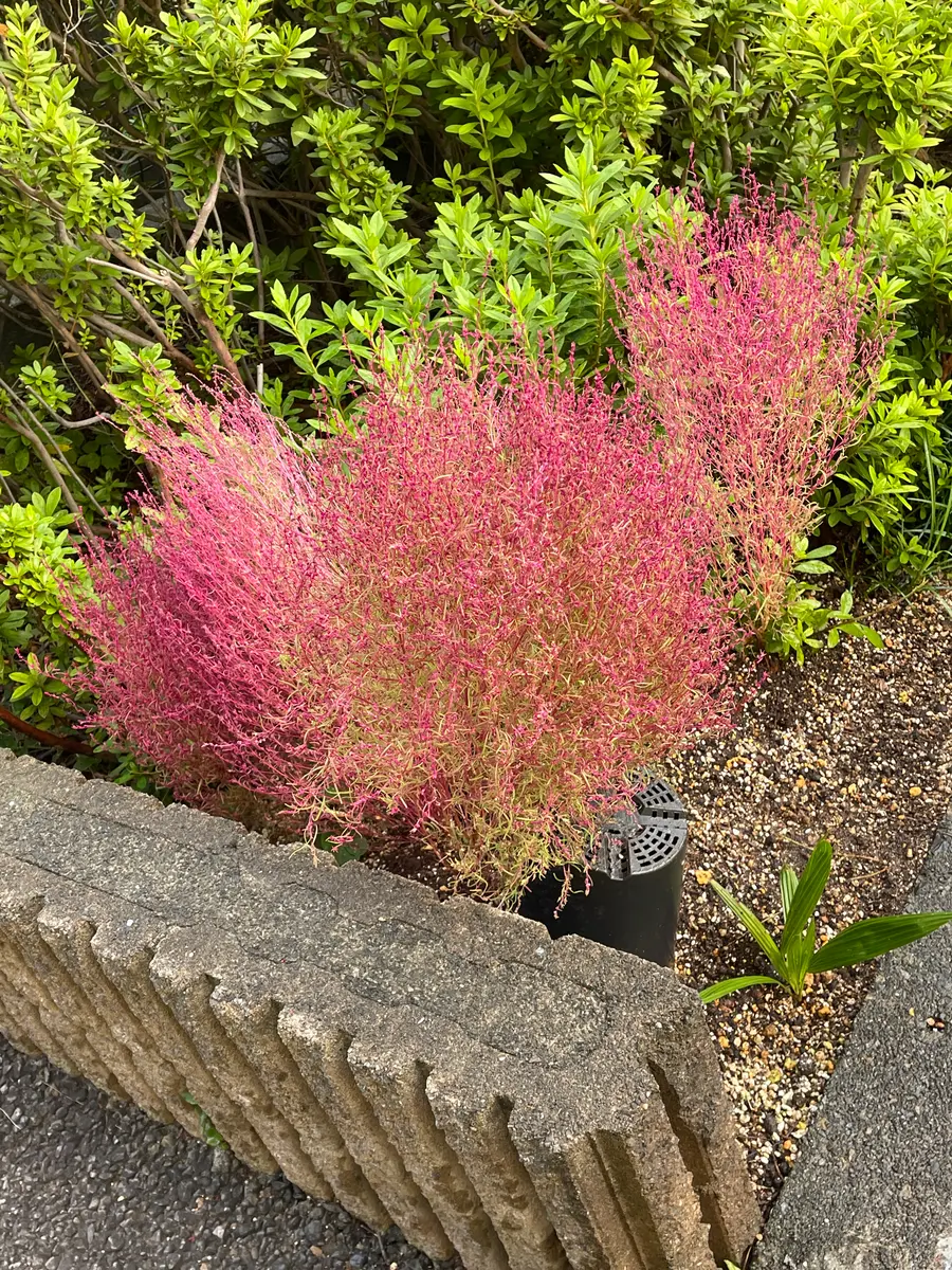 コキア。今朝の寒さで綺麗に紅葉してきた。「花壇のお花たち」の