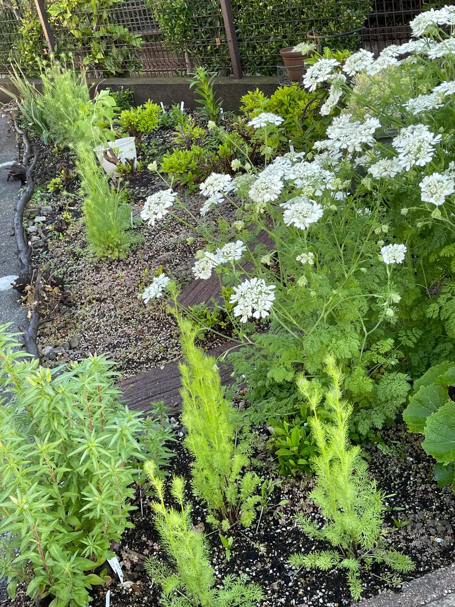 ニゲラとオルらやのコラボ。はやくニゲ「花壇のお花たち」の