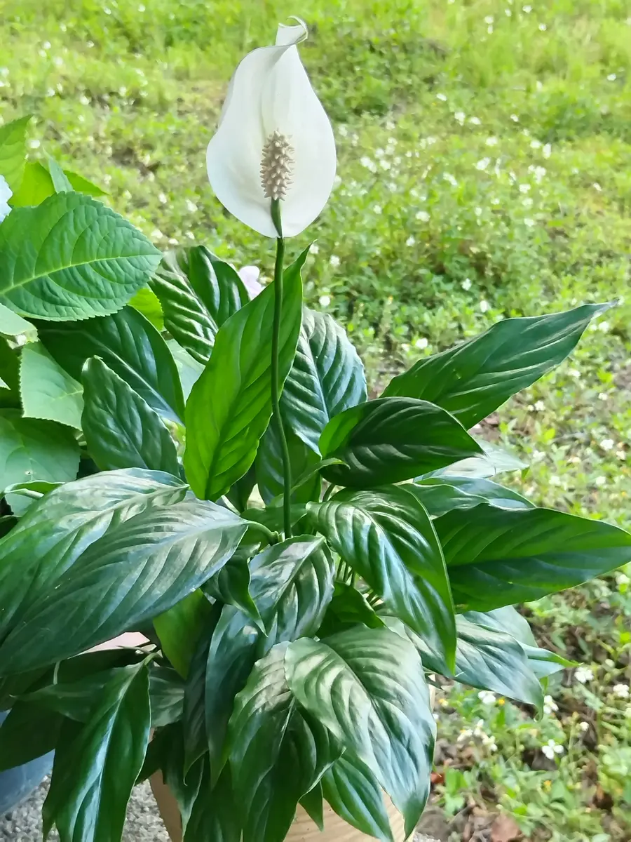 スパティフィﾗﾑ個性的な観葉植物🌿一「🫐観葉植物の神秘🫐」の