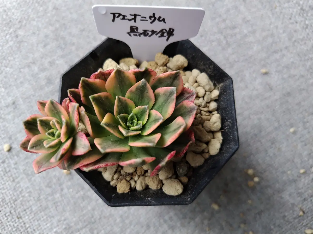 黒砂錦「令和6年～7年 多肉植物 エケベリア除く」のアルバム-みんなの