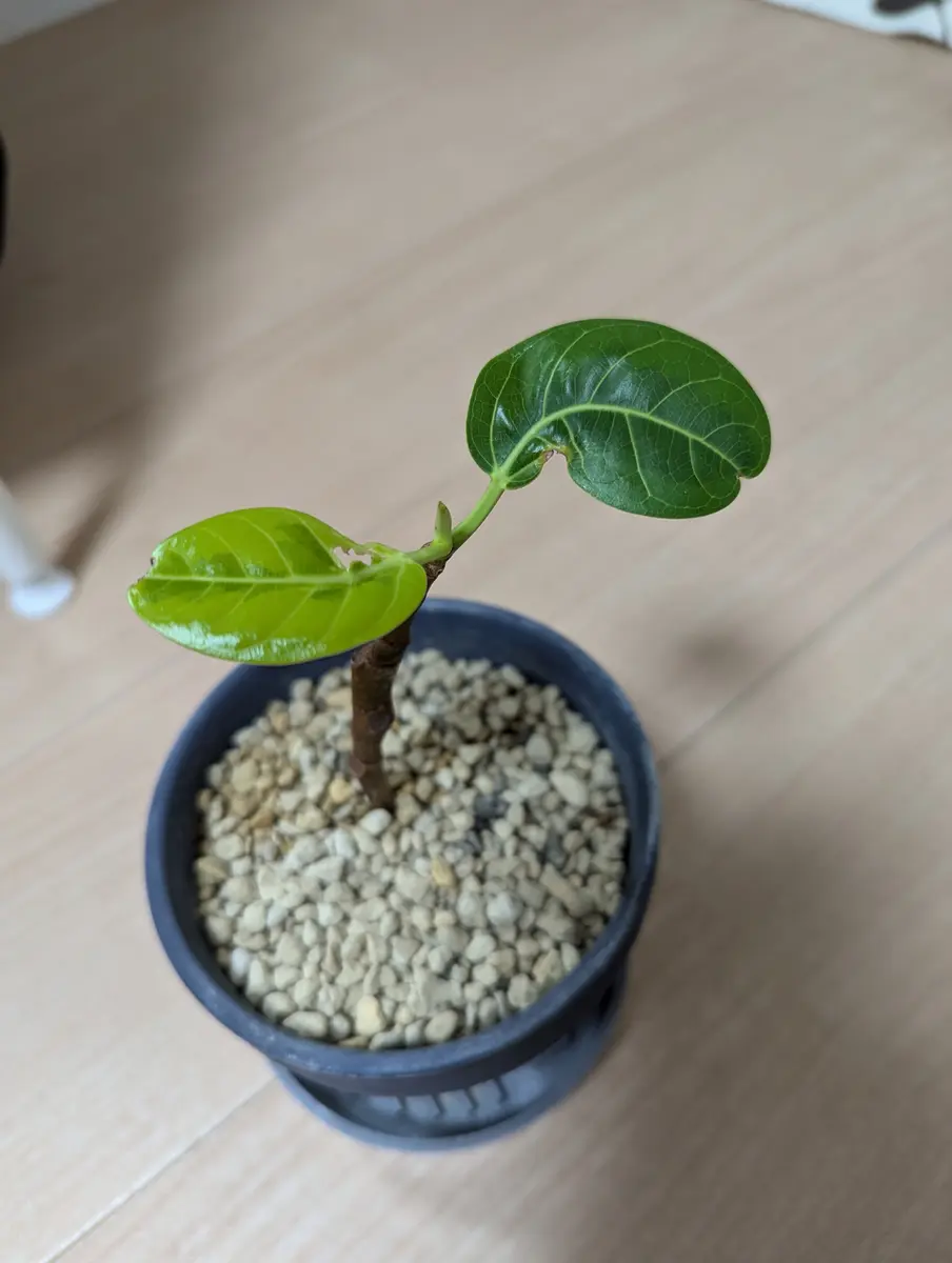 フィカス ベンガレンシス 9番 挿し木のベンガレンシス♡9月頭にうち