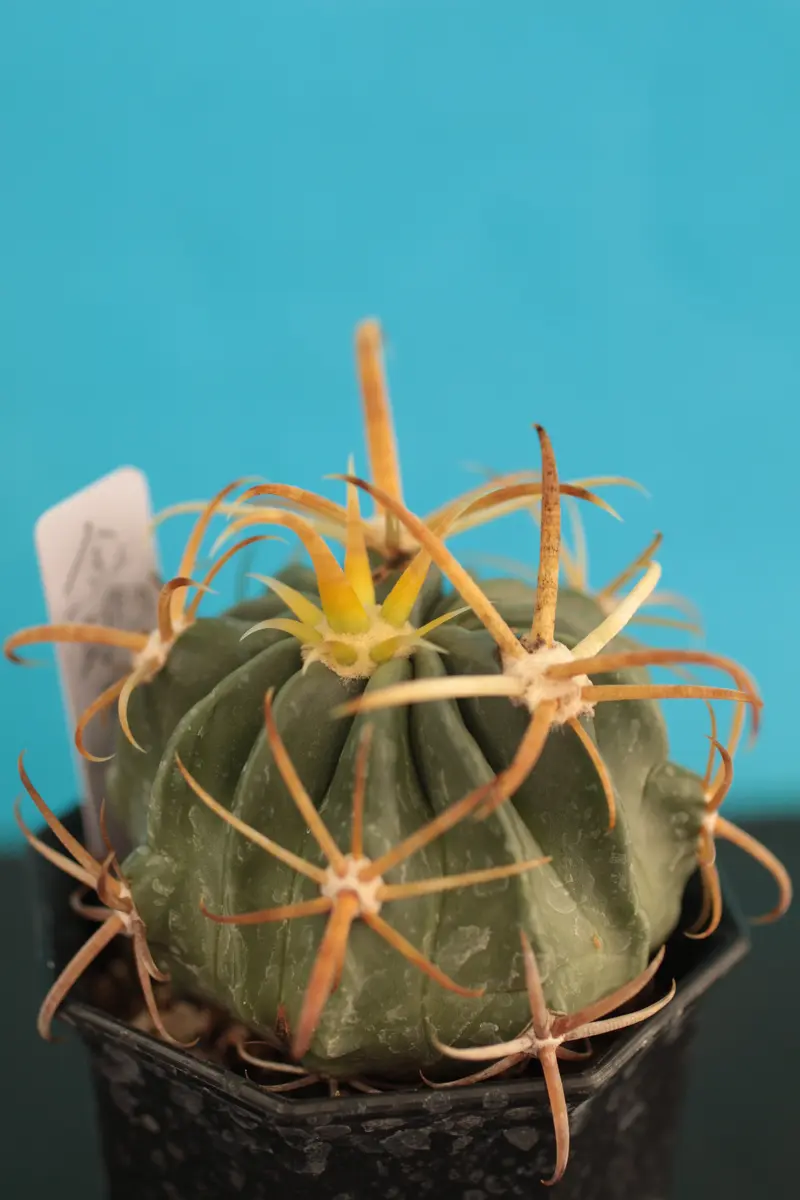 フェロカクタス 金鵄玉 きんけいぎょ「トゲトゲ・まん丸