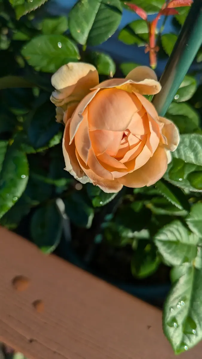 セレブレティーニ❤️「2024年秋の薔薇」のアルバム-みんなの趣味の