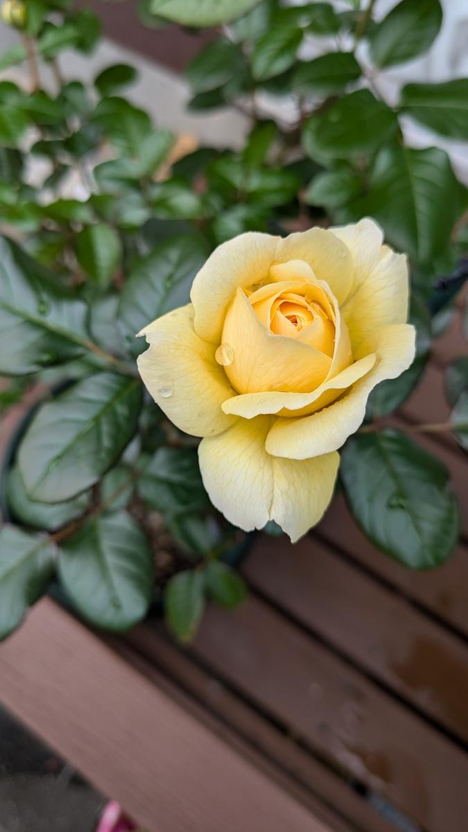 シューセルクル咲きました優しい黄色...「2024年秋の薔薇」のアルバム 