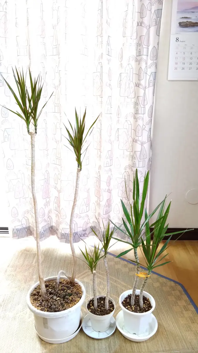 R06.08.30現在 3分割のそれぞれに葉が「ドラセナコンシンネ 3分割