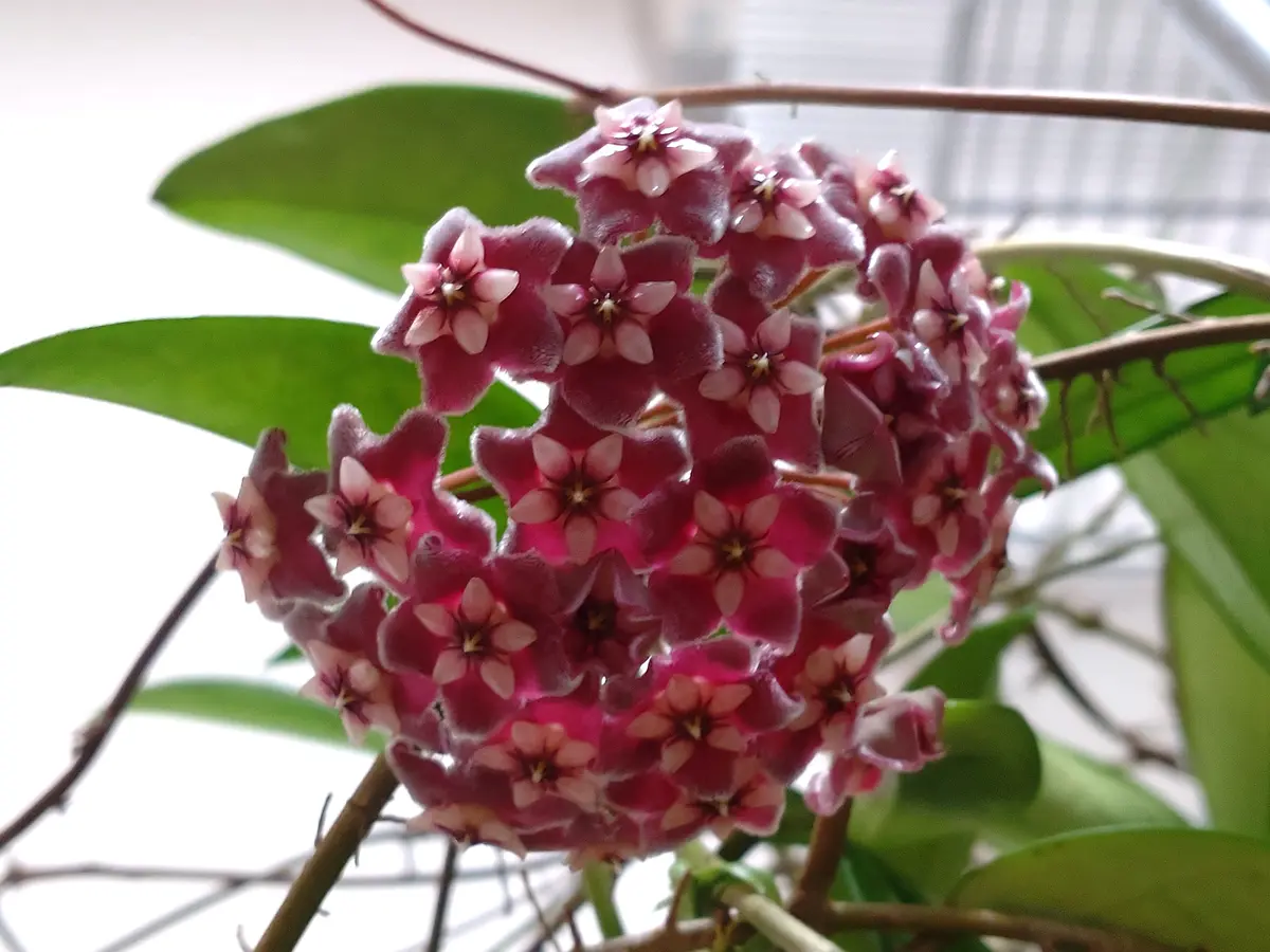ホヤ・（プビカリクス）シルバーピンク❀「10月の花」のアルバム