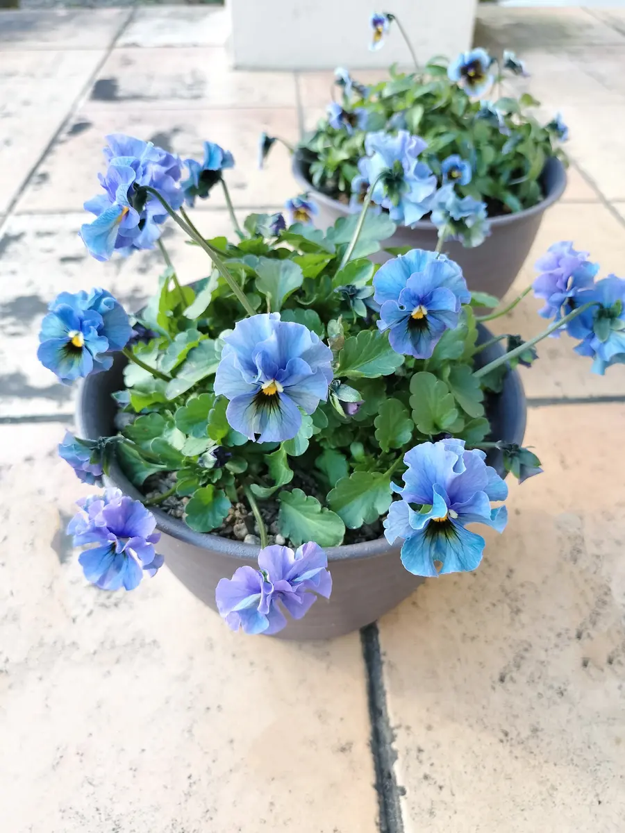 M*I様 ビオラ　神戸べっぴんさん　オールドルーキー　2苗セット　② 神戸べっぴんさんのオールドルーキー💙「2024年10・11・12月の庭