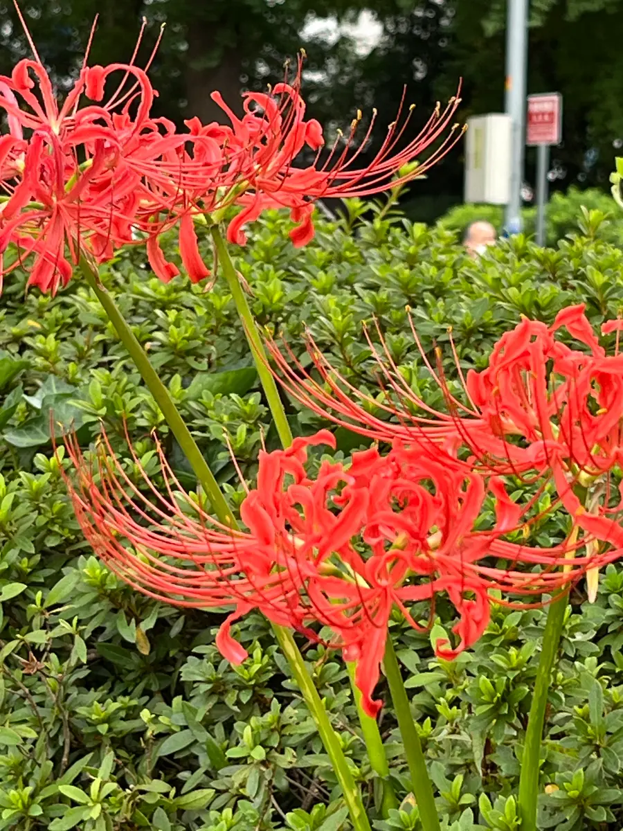 上野公園の彼岸花「2024年10月」のアルバム-みんなの趣味の園芸2307770