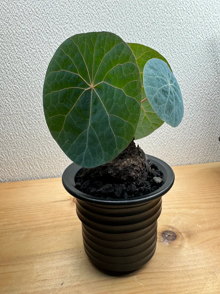 ステファニアカウィーサキー