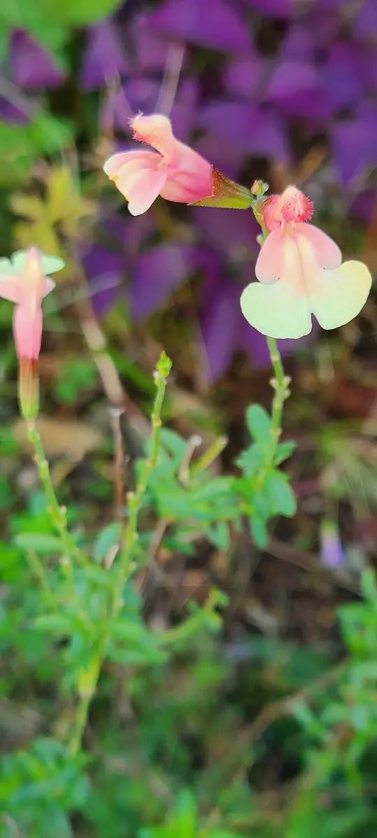 チェリーセージサーモンイエロー「私の可愛いお花達」のアルバム