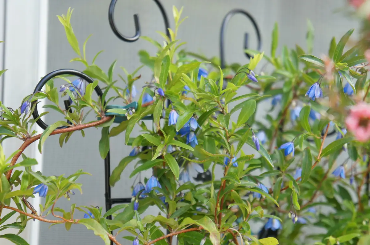 オーストラリアン・ブルーベル「庭の花」のアルバム-みんなの趣味の