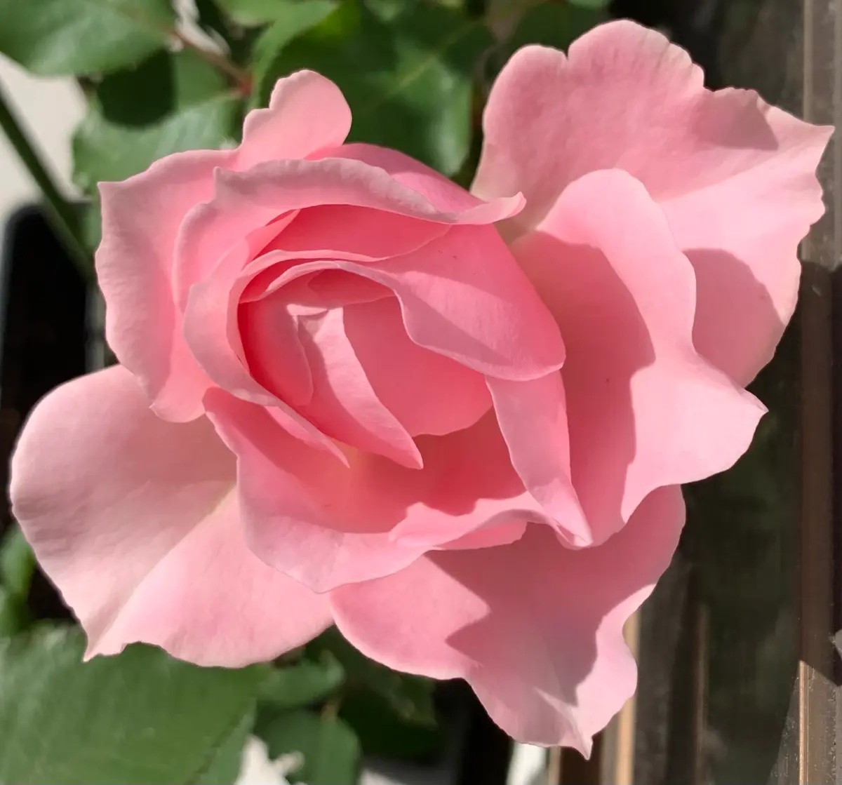 ローブデコルテ「令和6年秋から冬の薔薇」のアルバム-みんなの