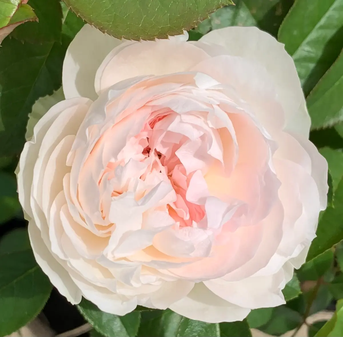 ロクサーヌ「令和6年秋から冬の薔薇」のアルバム-みんなの趣味の園芸