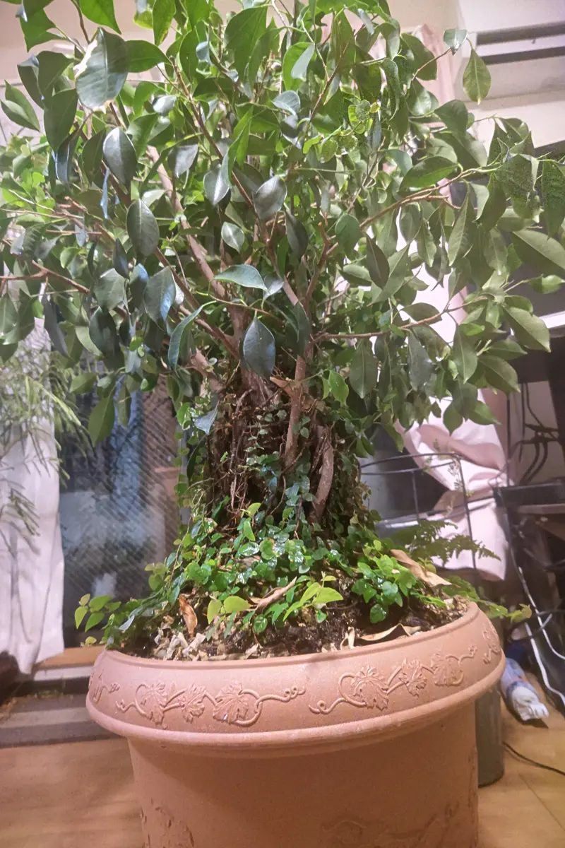 我が家のガジュマルさん10年前に手乗り「盆栽」のアルバム-みんなの