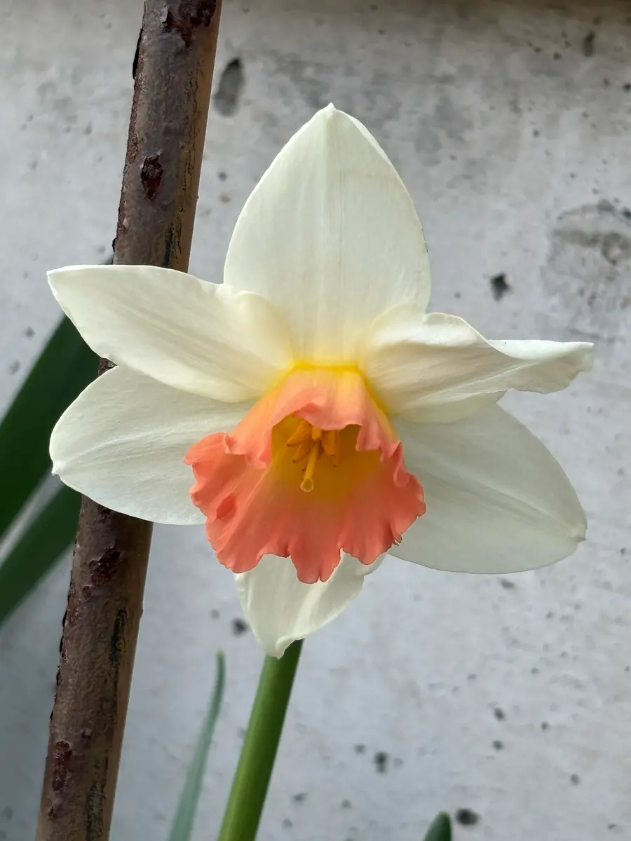 水仙福花冠がサ一モンピンク色でとて「花の命は短くて」のアルバム