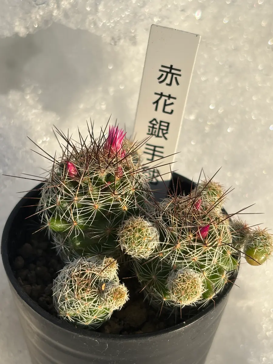 赤花 銀手毬長い針のような棘には要「花の命は短くて」のアルバム