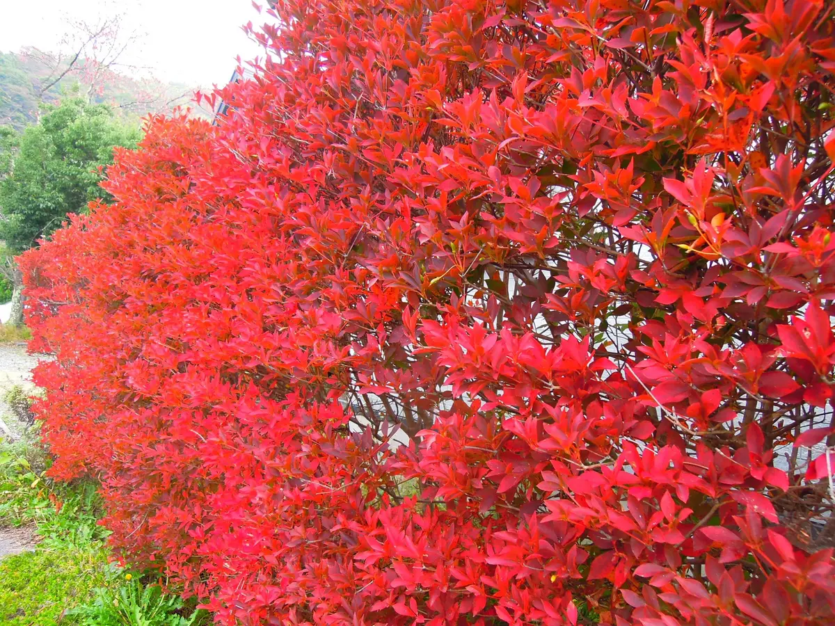 紅葉（6）ドウダンツツジ（10月20「軽井沢の宿根草」の