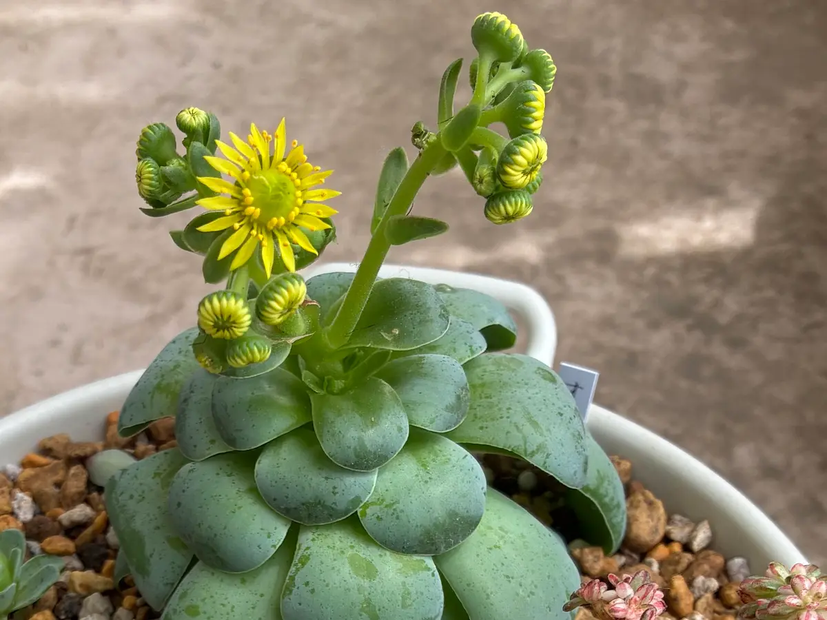 多肉植物アエオニウム ❤️ ナガ女王 ❤️ 成長した姿