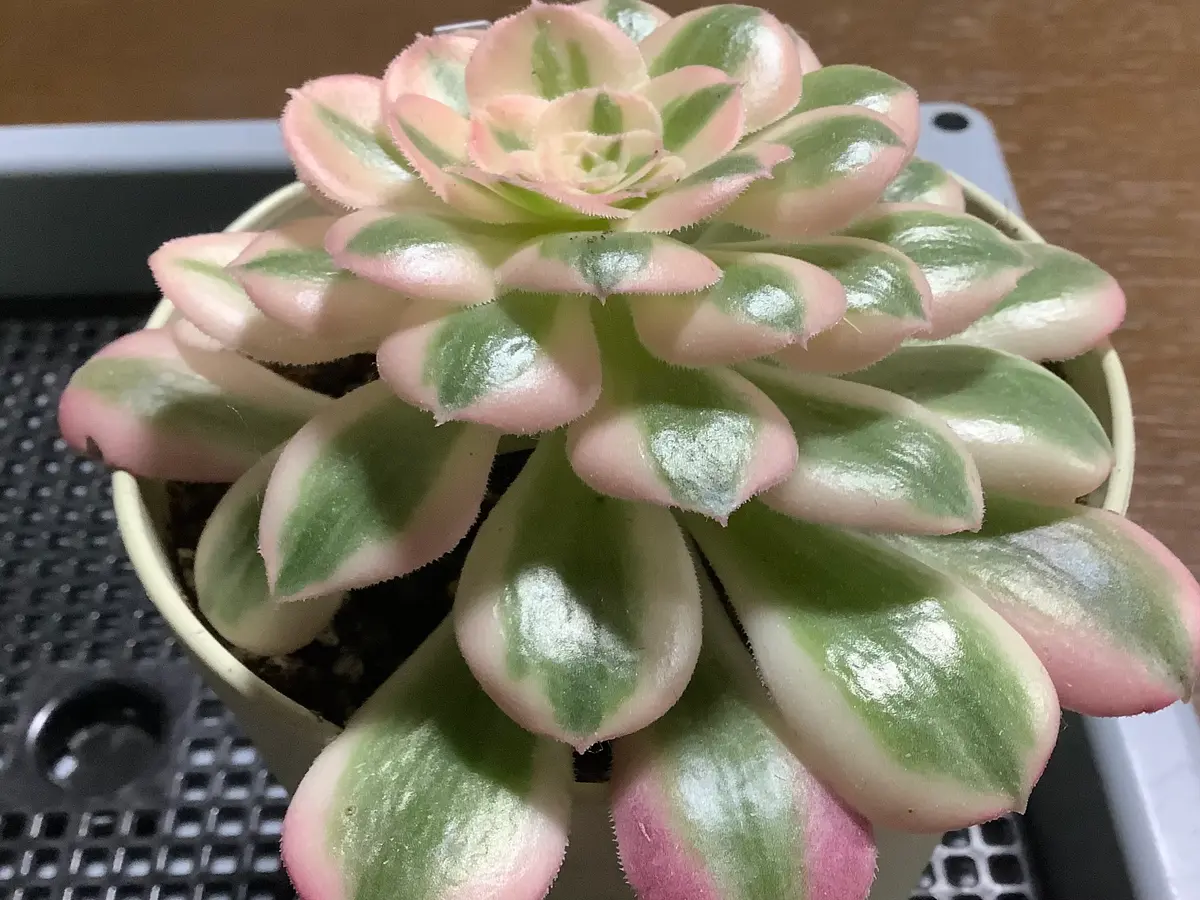 アエオニウム「ピンクウィッチ」鉢いっ「多肉たちの成長記録」の