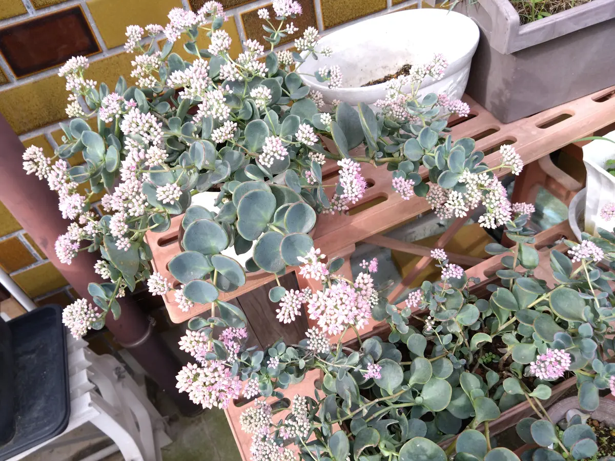 ピンクの花が咲き始めました。多肉植物「2024.10月〜11月」の