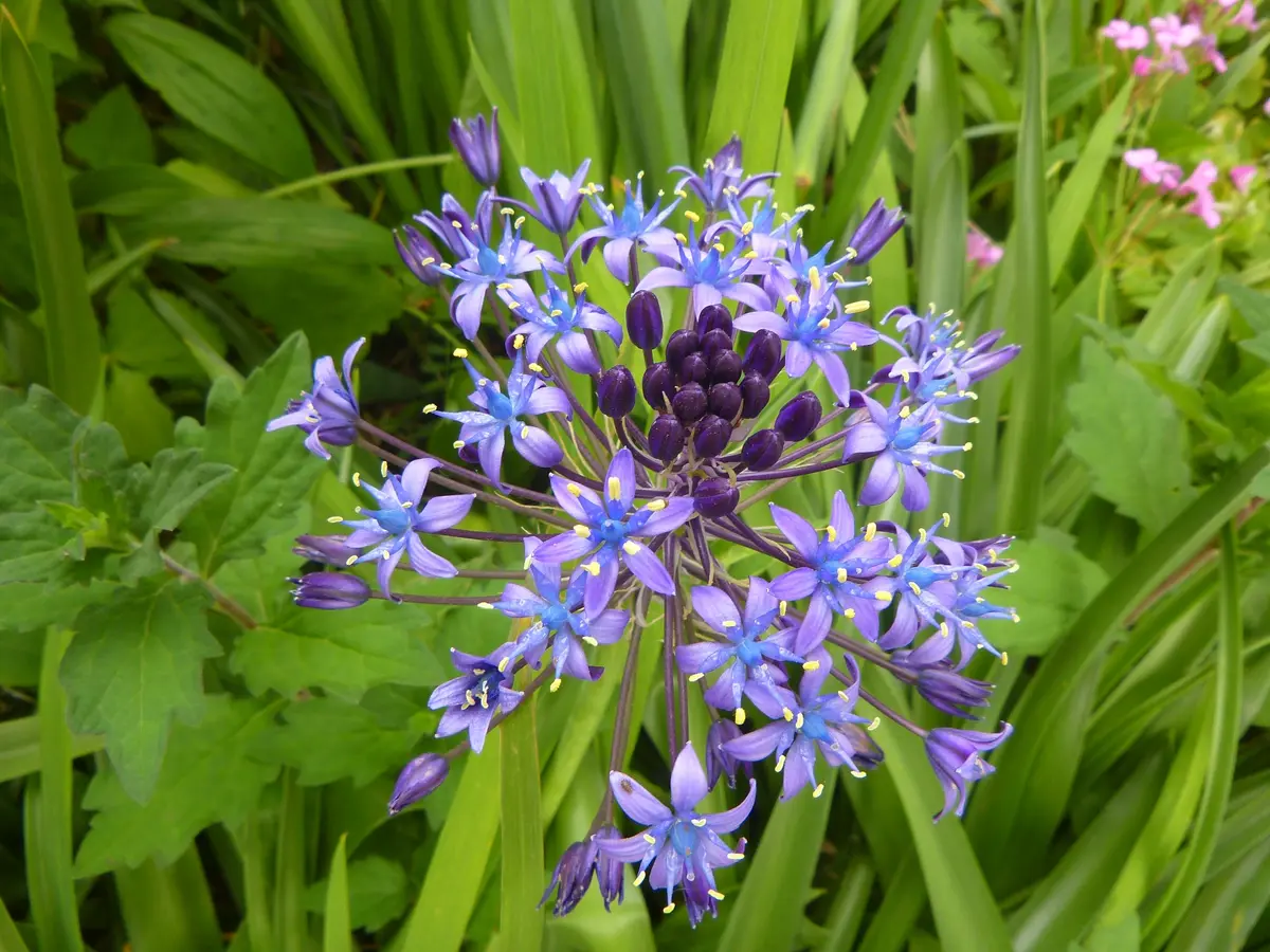 中古】 寒葵 花の魅力 / 園芸マニア編集部 / 三心堂出版社