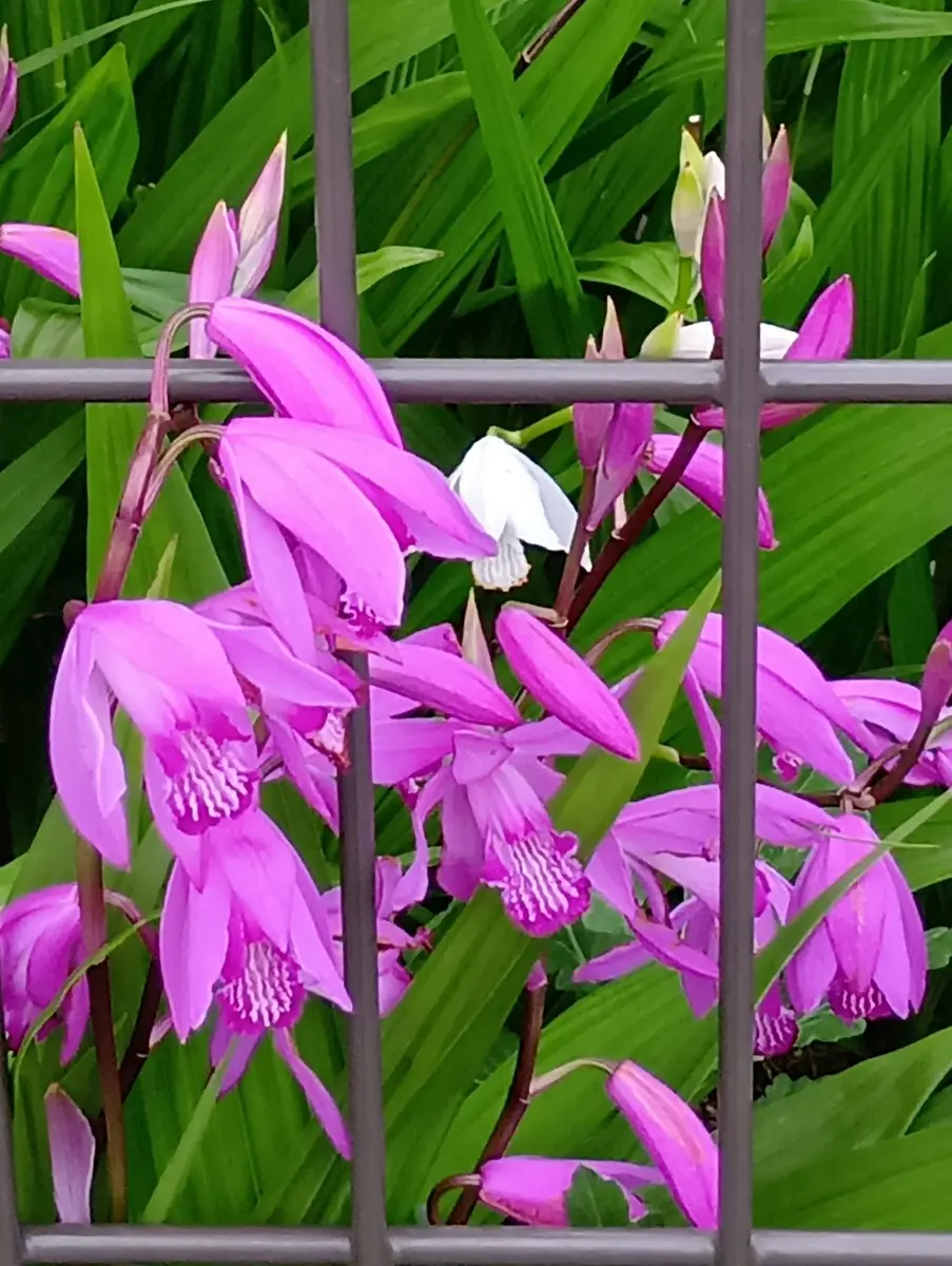 2026年05月06日今日の花姿（咲き進む②「自宅の花」のアルバム