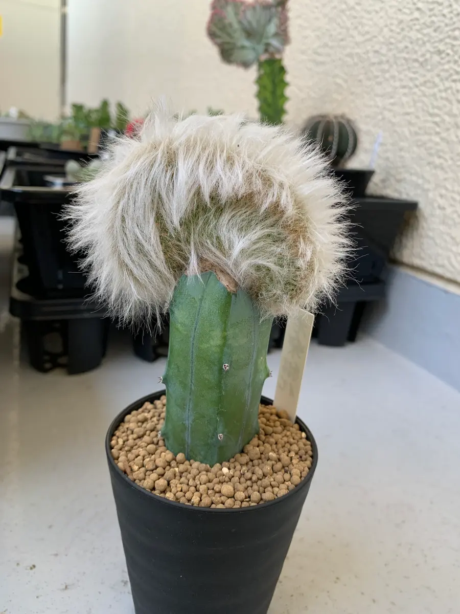 老楽綴化です。1ヶ月前に我が家に来ま「多肉サボテン2024」の