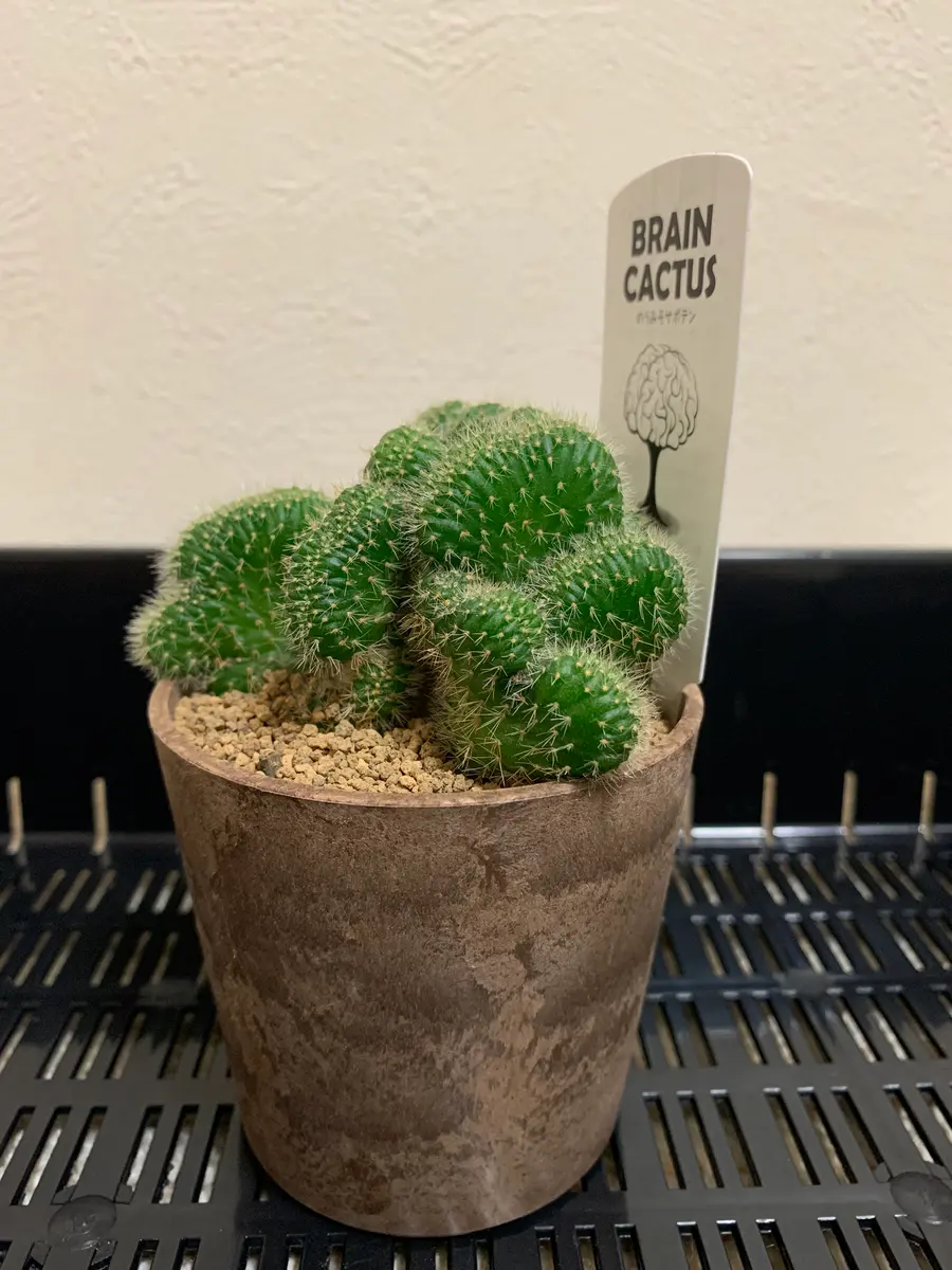 サボテン♡バスケット 観葉植物：柱サボテン*バスケット鉢カバー 麻布付 | 観葉植物,フロア