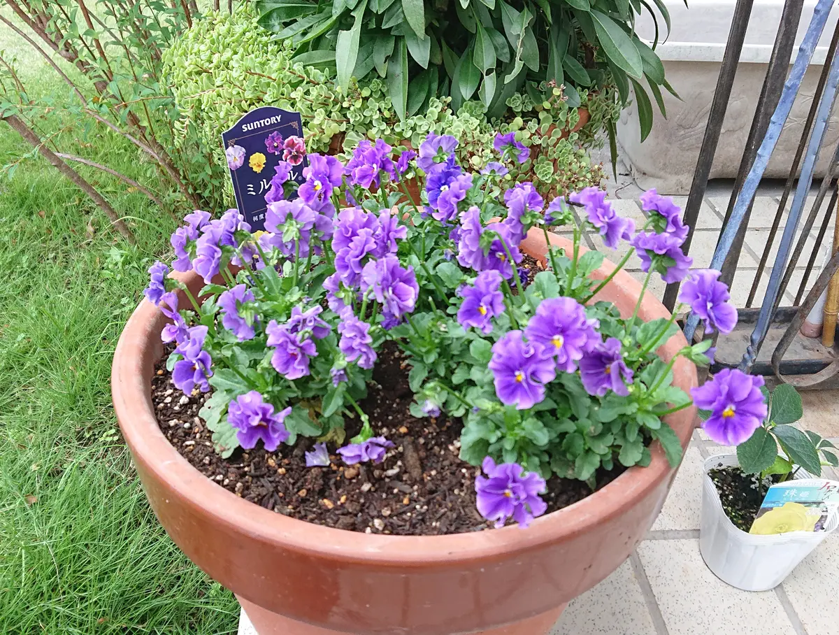 ビオラ3苗を10号ぐらいの鉢に植えまし「お庭の写真集」のアルバム