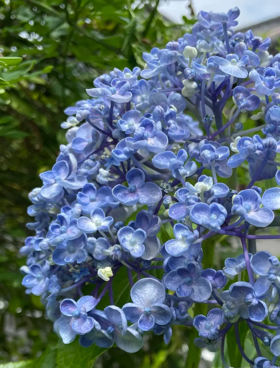 おたふく紫陽花昨日の日記でただの隠居「季節の庭の花」のアルバム