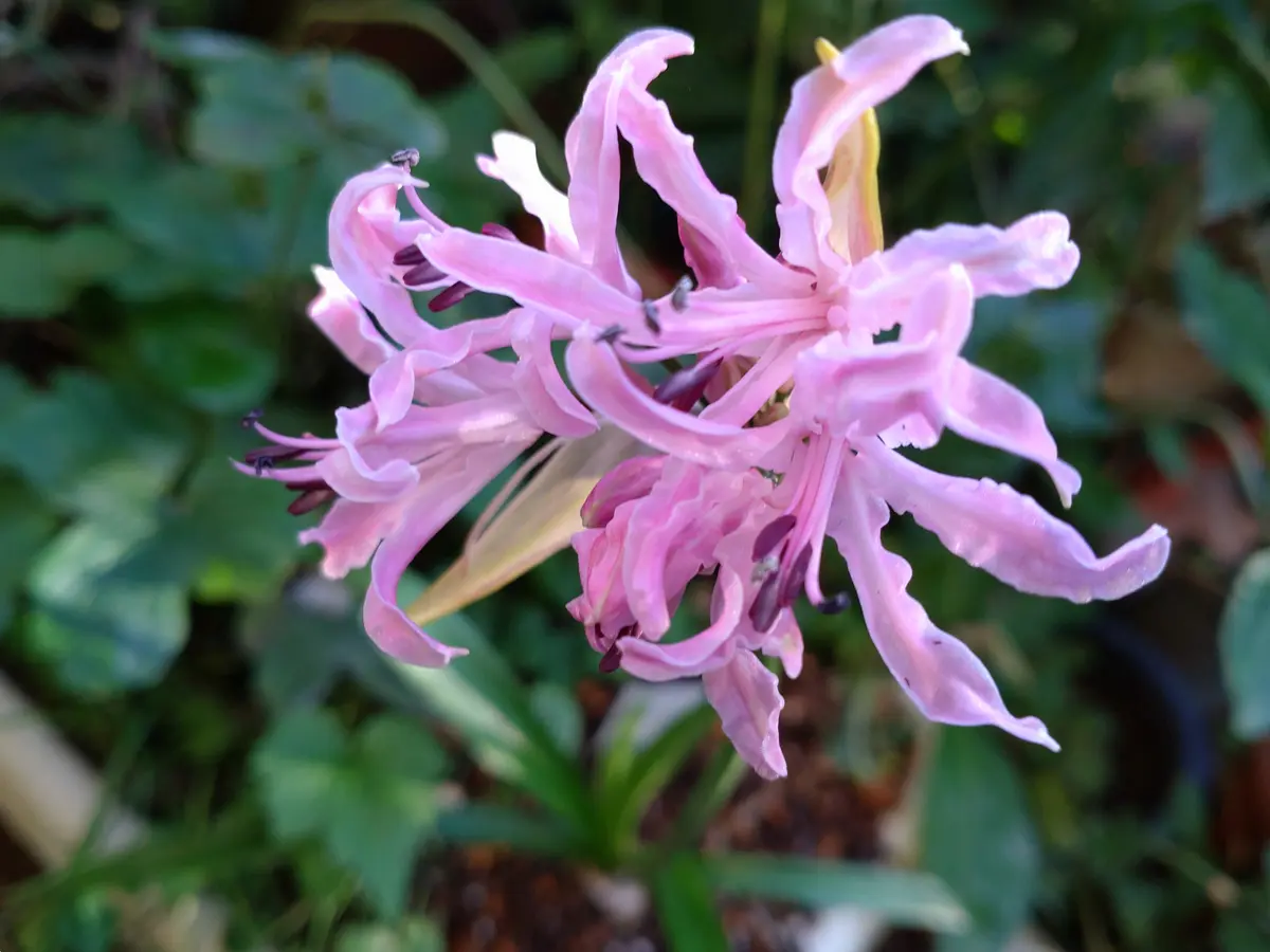 ネリネ・クリスパリリー素敵に咲きま...「11月の花」のアルバム  