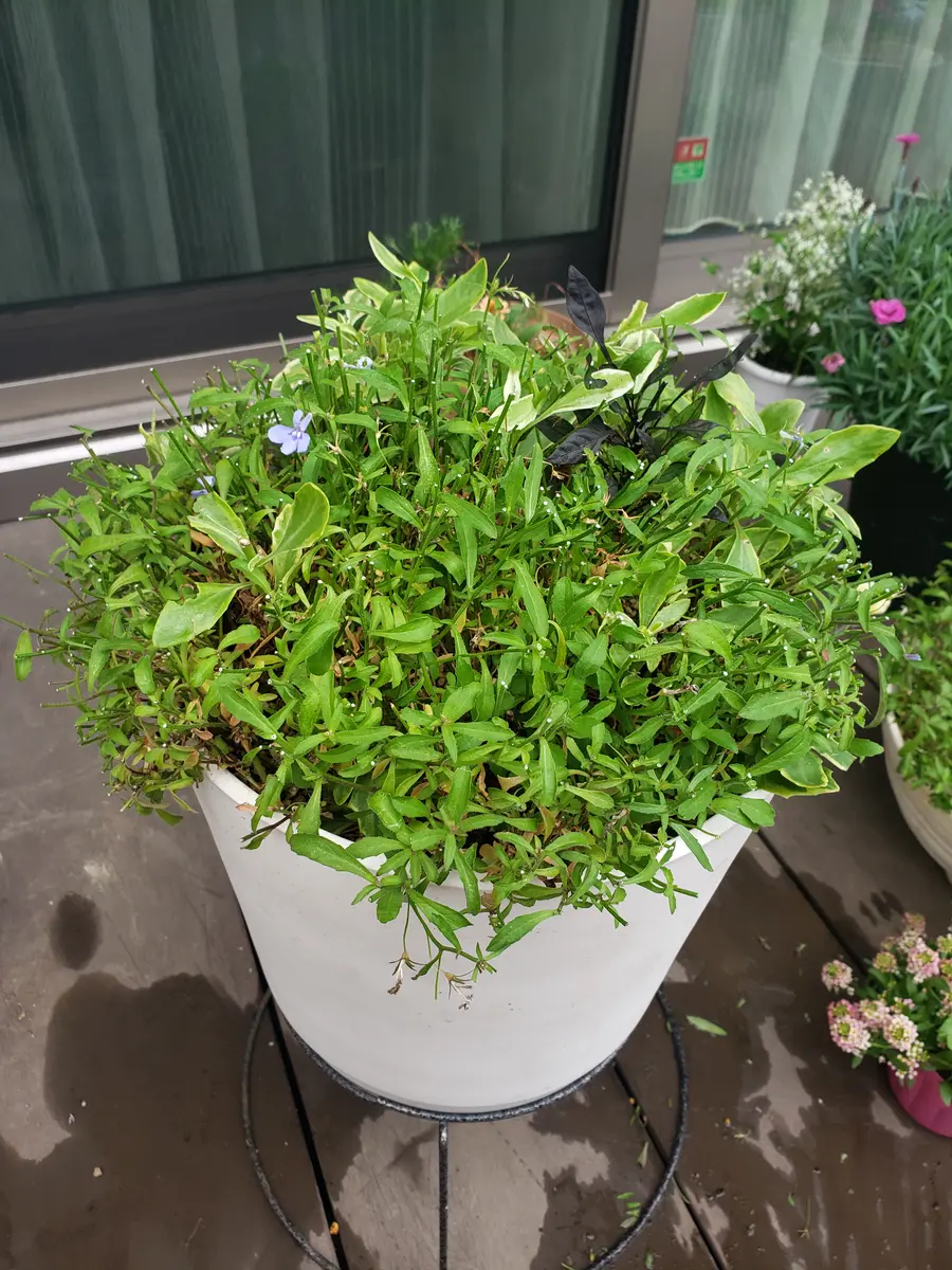 アズーロコンパクト冬越しチャレンジで...「ガーデン202411」のアルバム-みんなの趣味の園芸2334163