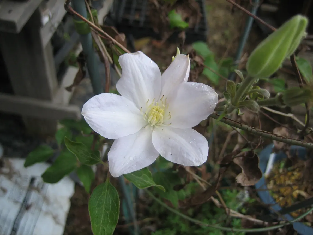 クレマチス（白八重）クリスマスロー「24'11月に咲く花たち